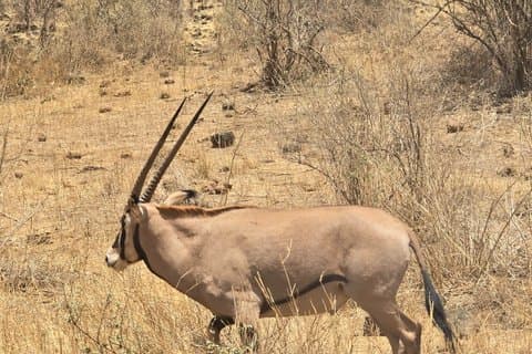 Safari faunistico di 8 giorni dalle pianure di Mara al Parco Nazionale dello Tsavo