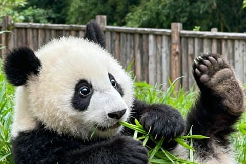 Tour privado de Pandas VIP y Buda Leshan en tren bala
