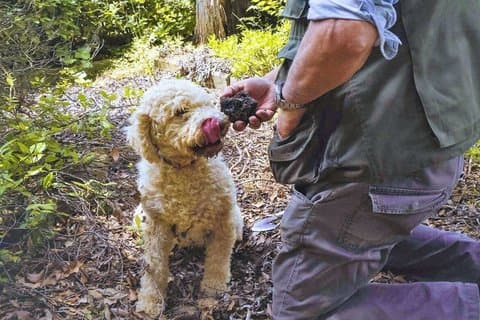 Truffle Experience in Tuscany from Florence