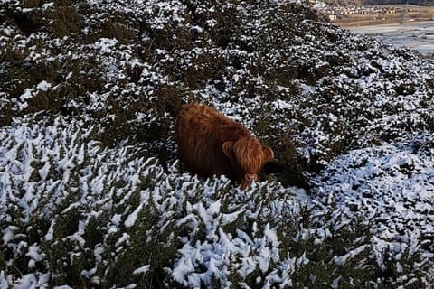 Pentland Hills & Highland Cows geführte Spaziergänge in der Nähe von Edinburgh