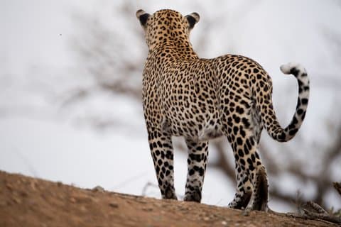 Jawai Leopard Safari & Ranakpur Temple Day Tour from Udaipur