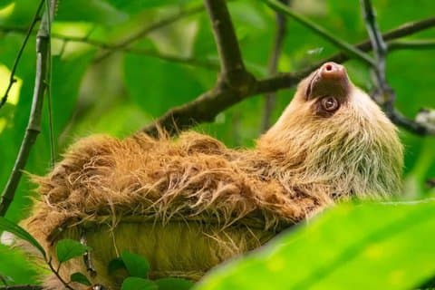 Visita guiada para observação de preguiças e macacos na Reserva Natural de Arenal