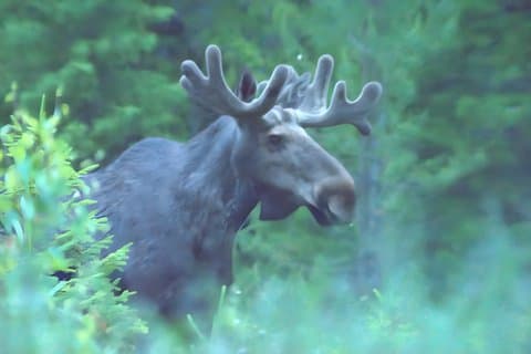 Expérience de safari dans la nature orignale et arctique Rovaniemi