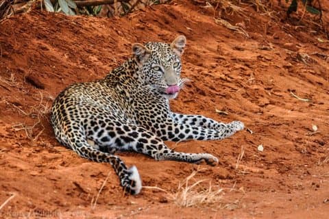 2 - Tag Mombasa nach Tsavo West & Tsavo East Wildlife Safari
