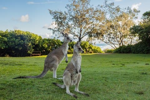 ストラディ・サン・サンド＆サーフツアー野生動物文化とビーチファン