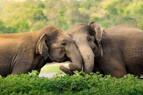Visite privée de Hiriketiya à Ella avec Safari Udawalawe