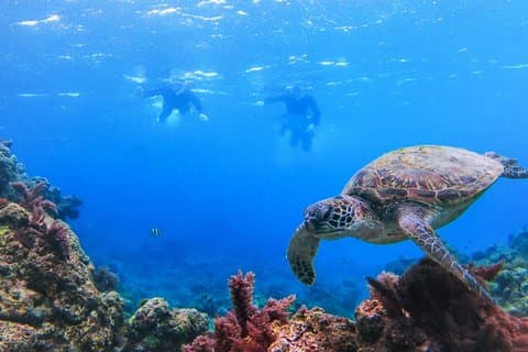 Small Group Yakushima Snorkeling High Chance to See Turtles