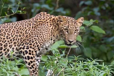 Yala National Park Safari von Unawatuna