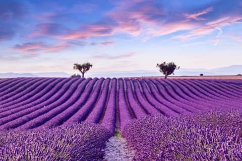 Brihuega Lavender Fields Tour from Madrid