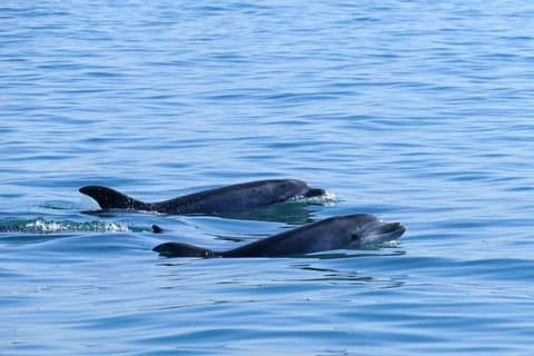 Delfinskådning i Sesimbra