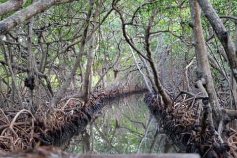 Roata Garifuna Culture Mangrove Eco Adventure and Lunch