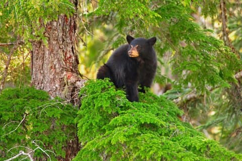 Whistler Nachmittagsabend mit den Bears Land Rover Scenic Tour