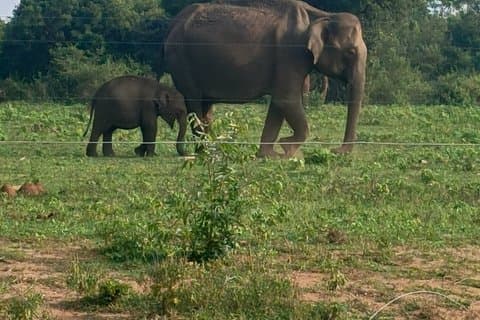 Privat transfer inom Sri Lanka från bentota