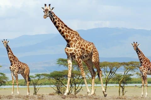 有名なケニアのビッグ5プライベート野生動物サファリ8日間