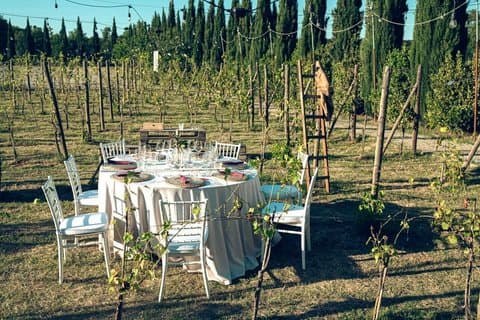Solnedgång Sommarmiddag Bland Vinrankorna Liten grupp från Siena