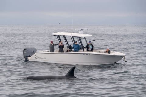 Luxury 3‑Hour Whale Watching Experience