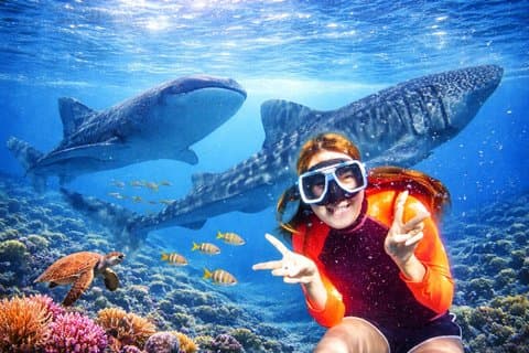 Cebu: Oslob Whale Sharks, Tumalog Falls and Sardines Snorkeling