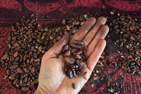 Rare Chuncho Cacao Bean to Bar Workshop and Ceremony