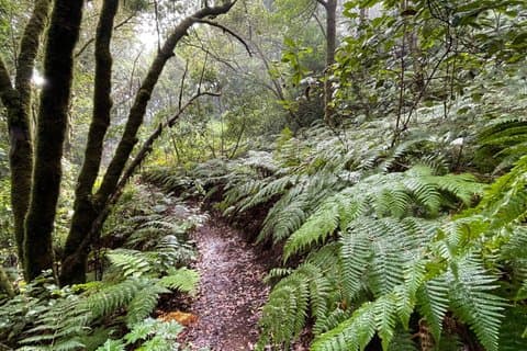 Anaga Mountains and Enchanted Forest Hiking Tour