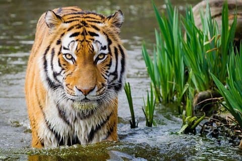 Private 4-dages Golden Triangle Tour med Ranthambore Tiger Safari