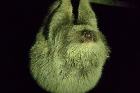 Monteverde Night Walk: Wildlife & Ekspert Guide