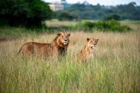 3 dias Maasai Mara Safari Big Five e visita à aldeia de Maasai