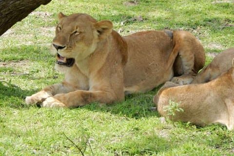 3 dias 2 Noites Parque Nacional Mikumi witj SGR de Zanzibar