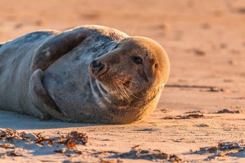 Wellfleet Harbor Seal Cruise Small Group Boat Tour on Cape Cod