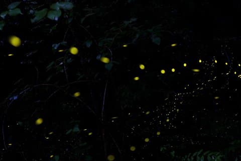 Sandakan Mangrove Fireflies Dinners Tastings and Cruise