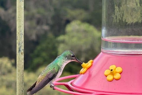 Excursão privada de Hummingbird com Guia de Bogotá