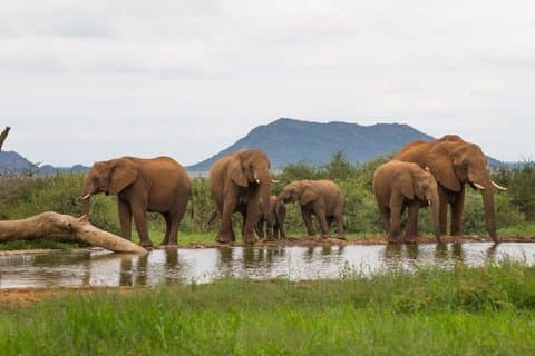 Visite en petit groupe de 2 jours de Johannesburg au parc national Kruger