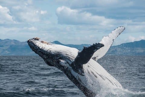 Kaikoura Whale Watching Privédagtour vanuit Christchurch