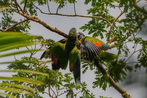 Saint Lucia Birdwatching Tour til frodig skov og eksotiske fugle