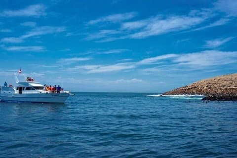 Palomino Islands Sea Lion Swimming Lima Private Tour