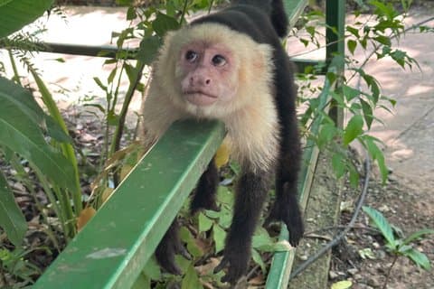 Private Roatan Faultiere und Affen Schokolade Rum West Bay Beach