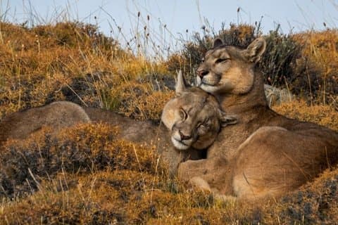 Tour de seguimiento de Puma en Torres del Paine