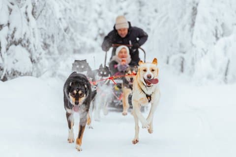 Rovaniemi Insider: 10 km Husky Self‐Drive Adventure