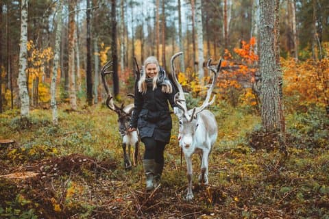 Paseo con Renos en Rovaniemi