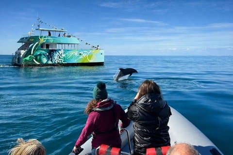 Delfinsøk og Benagil-grottene fra Albufeira