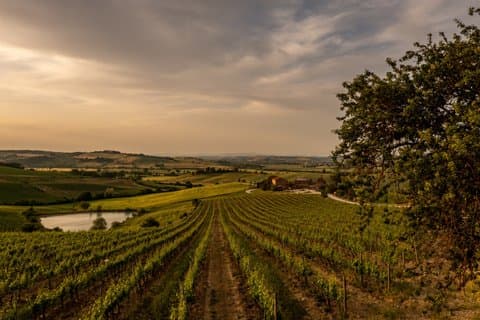 Da Cortona Brunello di Montalcino Wine Tour con pranzo