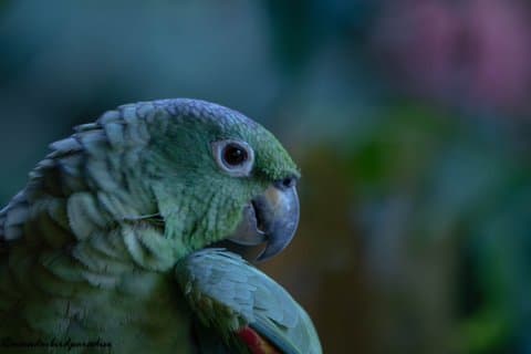 Amazonas regnskov og Papallacta: 4-dages all-inclusive tur