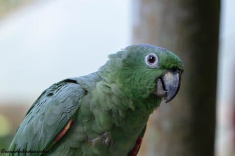 Amazon Jungle & Baños Adventure City: 4 Days of Nature & Wildlife