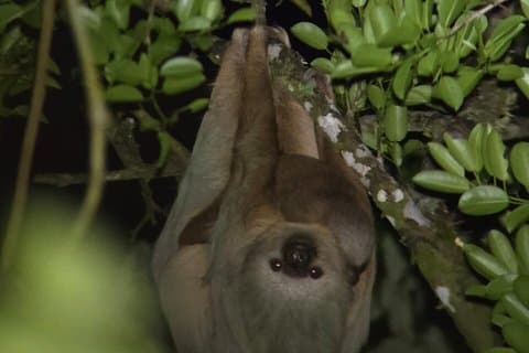 Natteudforskning i Monteverde Cloud Forest