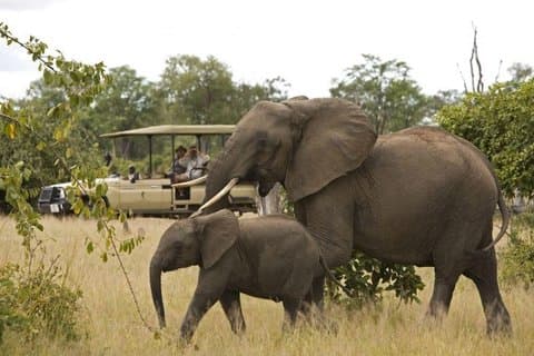 3 Dias Garden Route Big 5 Safari Cango Caves Aventura Cidade do Cabo