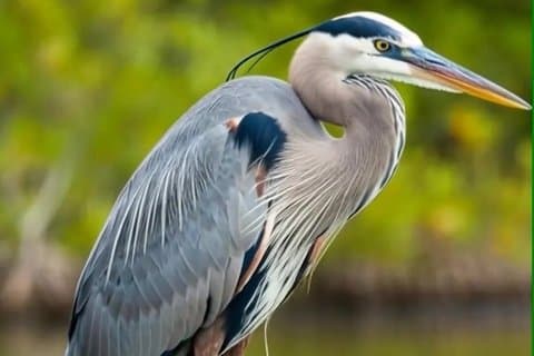 Vingene av våtmarken Guided Birding Expedition
