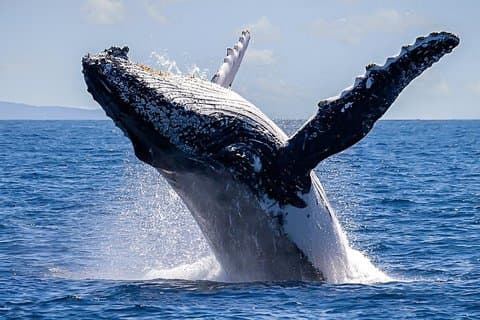 Salt Spring Island Wildlife Cruise Premium Barca a 3 stelle