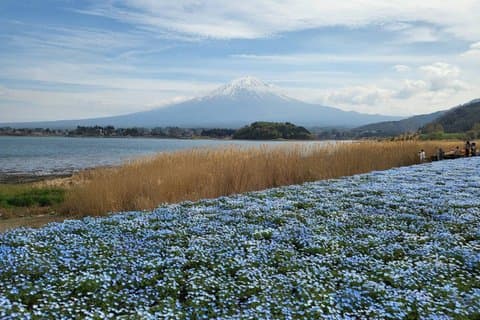 Mt. Fuji Private Car Tour from Tokyo