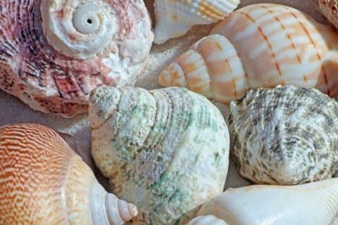 Private South Beach Ride Tour mit Muschelwelt und Mittagessen