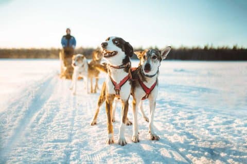 6km Apukka Husky Aventura en Rovaniemi