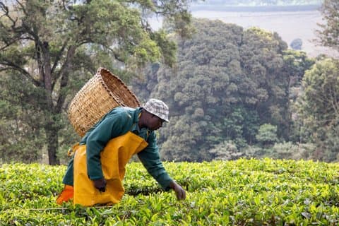 Nairobi Privé Thee Tour Kiambethu Farm Plantation ervaring